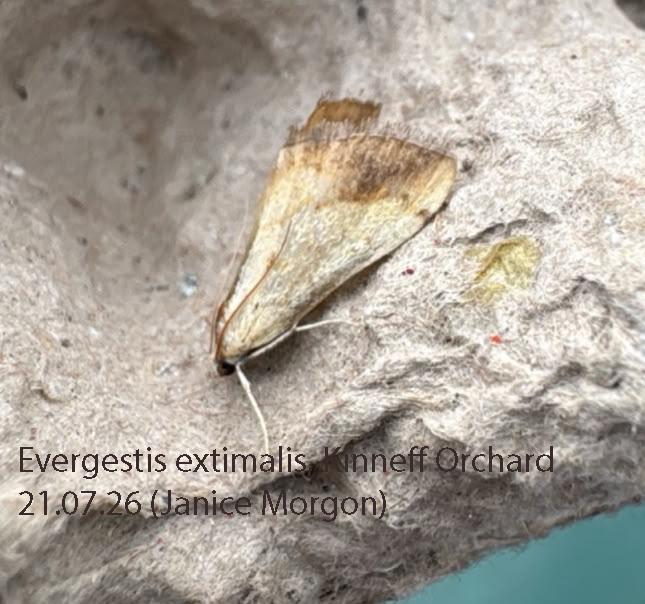 Rare moth discovery at Kinneff Community Orchard